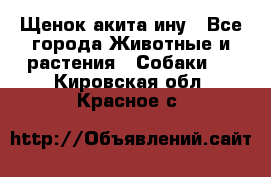 Щенок акита ину - Все города Животные и растения » Собаки   . Кировская обл.,Красное с.